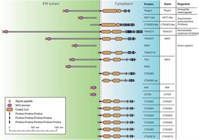 Tales of the ER-Golgi Frontier: Drosophila-Centric Considerations on Tango1 Function